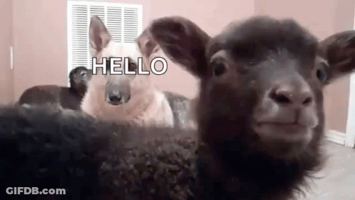 Sheep And Dog Standing Together Looking At Camera GIF