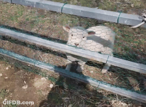 Sheep Behind Chicken Wire Fence GIF