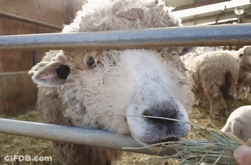 Sheep Behind Metal Fence Eating Hay GIF