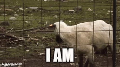 Sheep Behind Wire Fence Saying I Am GIF