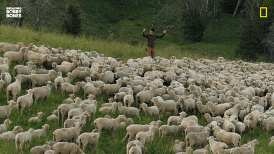 Sheep Bobby Bones GIF