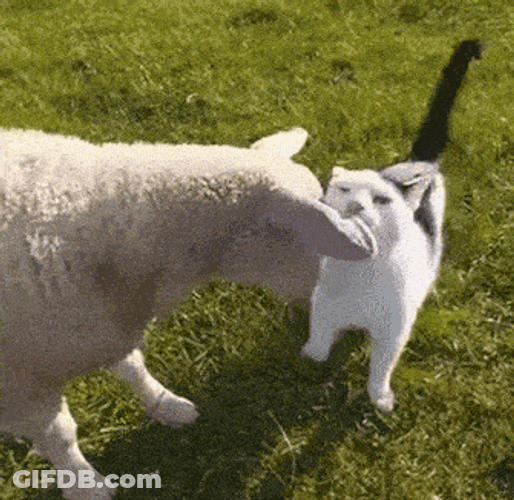 Sheep Cat GIF