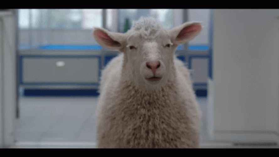 Sheep Clifford Big Red Dog GIF