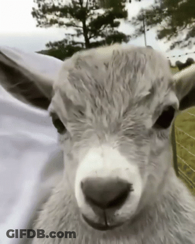 Sheep Close Up With Trees GIF
