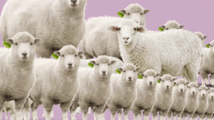 Sheep Counting Animation GIF