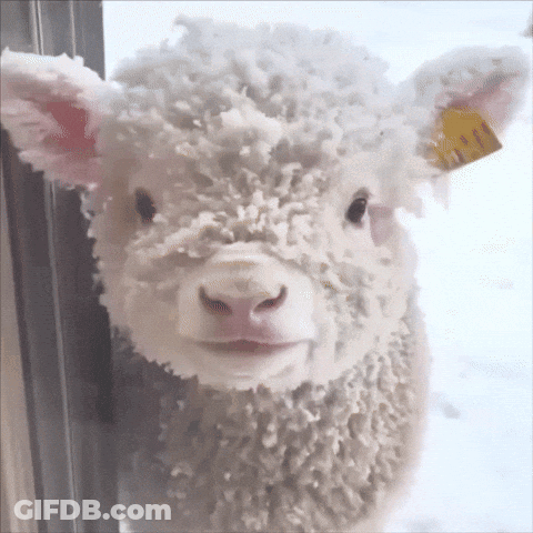 Sheep Covered In Snow Looking At Camera GIF
