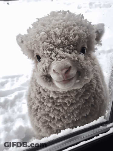 Sheep Covered In Snow Looking Out Car Window GIF