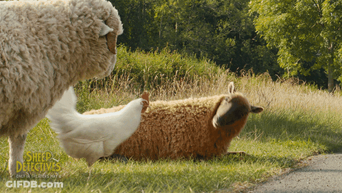 Sheep Detective Poster Chicken Standing Next To Laying Sheep GIF