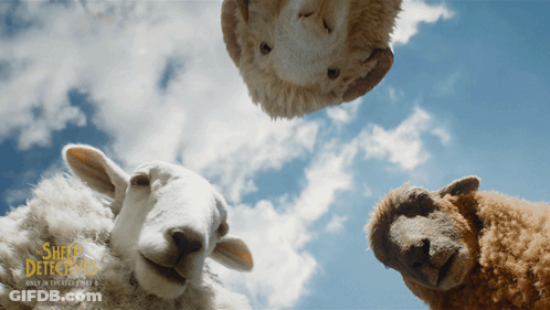 Sheep Detectives Poster With Three Sheep GIF