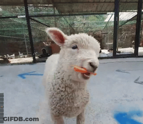 Sheep Eating Carrot In Cage GIF