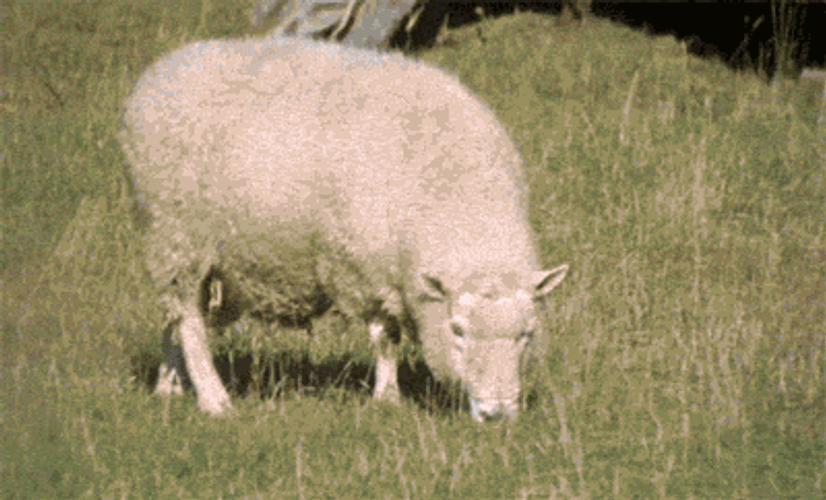 Sheep Explodes While Eating GIF