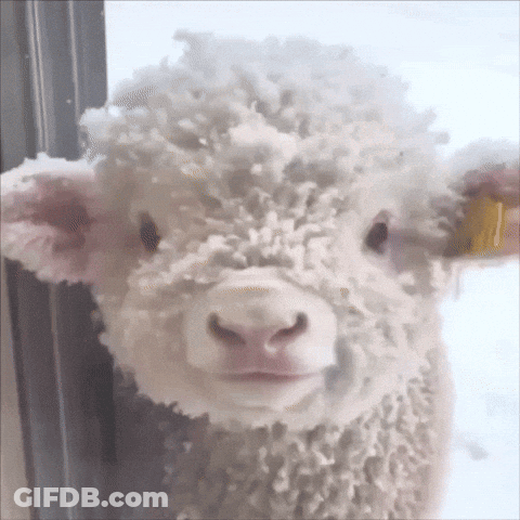 Sheep Face With Yellow Tag GIF