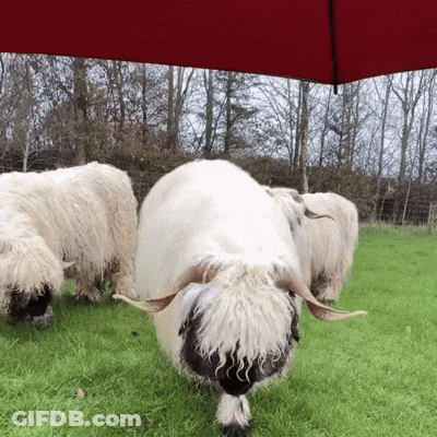 Sheep Grazing Under Umbrella GIF