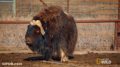Sheep In Fenced Area With National Geographic Wild GIF