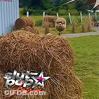 Sheep In Field With Hay And Buff Pop Home Sign GIF
