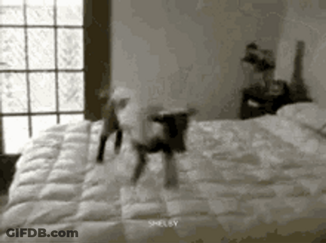 Sheep Jumping On A Bed GIF