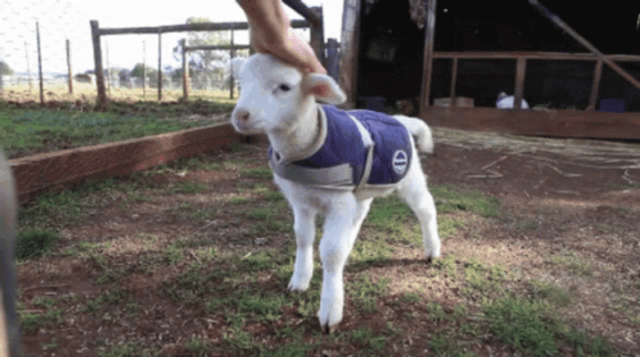 Sheep Lamb Wagging GIF