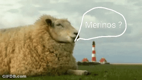 Sheep Laying In Grass Saying Merinos GIF