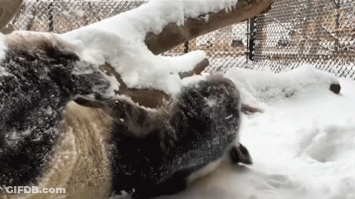 Sheep Laying In Snow By Fence GIF