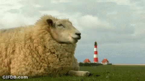 Sheep Lying Down In Grass With Lighthouse GIF