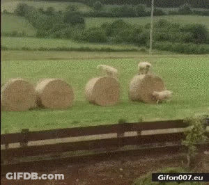 Sheep Next To Hay Bales In Field GIF