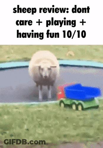 Sheep On Trampoline Reviews Don't Care GIF
