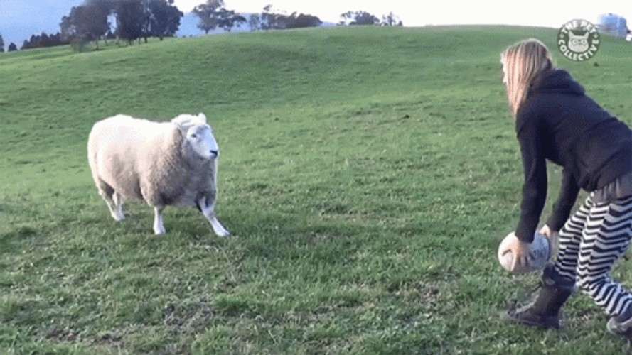 Sheep Playing Ball Game GIF