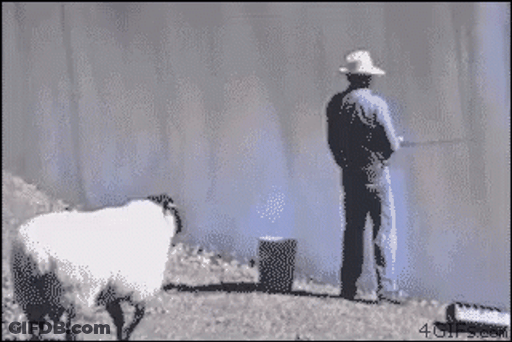 Sheep Pushed The Man Funny Fishing GIF