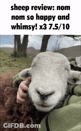 Sheep Review Held In Arms GIF