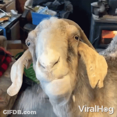 Sheep Sitting On Couch Looking At Camera With Viralhog GIF