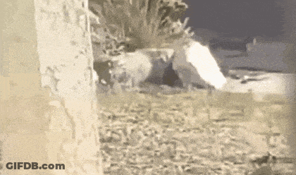 Sheep Standing In Grass Next To Tree GIF