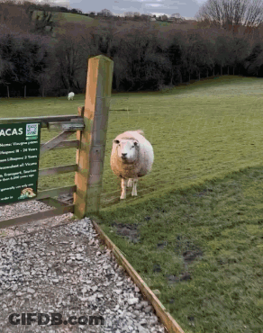 Sheep Standing In Grassy Field Next To Acas Sign GIF