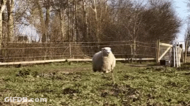 Sheep Standing In Grassy Field With Fence GIF