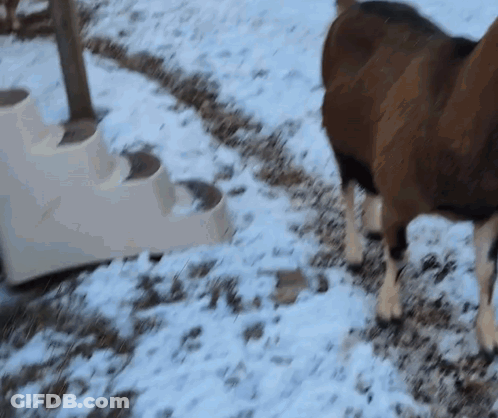 Sheep Standing In Snow Near White Staircase GIF