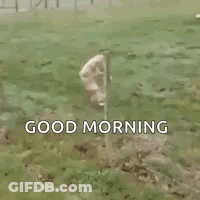Sheep Standing Next To Tree With Good Morning GIF