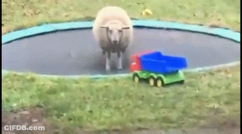 Sheep Standing On Trampoline With Toy Truck GIF