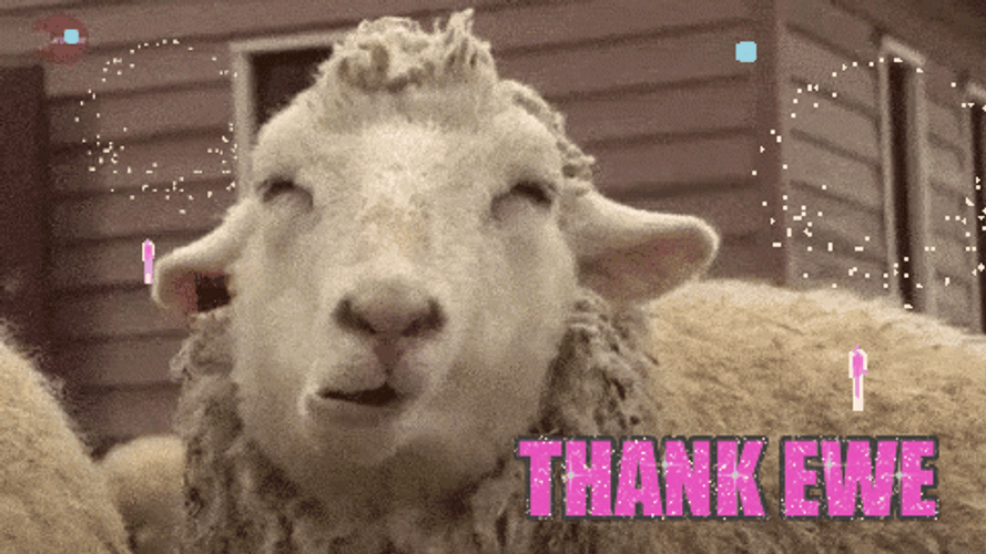 Sheep Thank You GIF