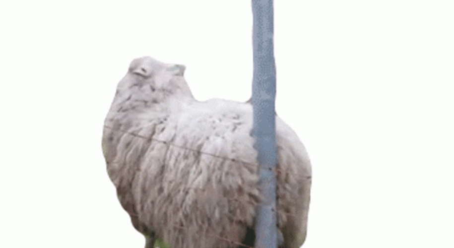 Sheep With Itchy Bottom GIF