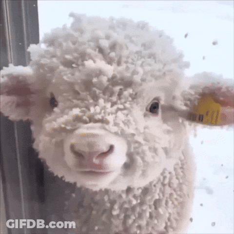 Sheep With Snow On Head GIF