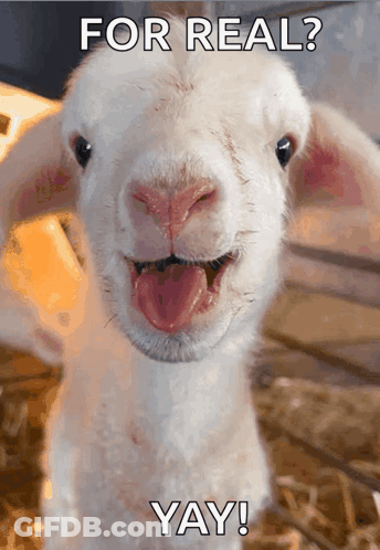 Sheep With Tongue Out Saying For Real Yay GIF