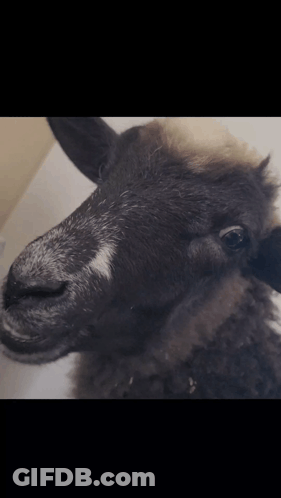 Sheep With White Spot On Nose GIF