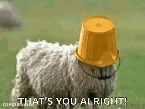 Sheep With Yellow Bucket Saying That's You Alright GIF