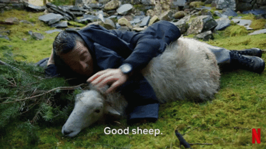 Sheep You Vs. Wild GIF