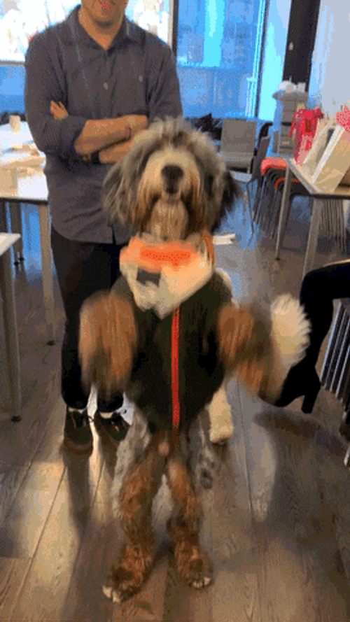 Sheepdog Playing Balloon GIF