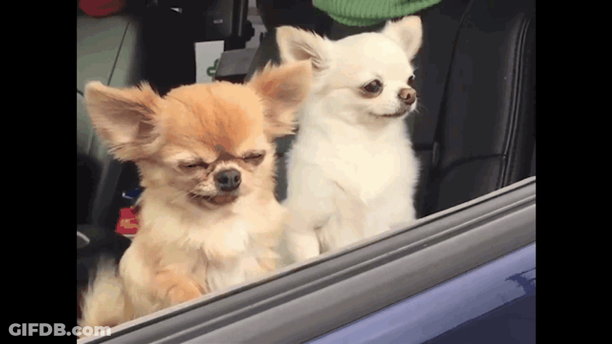 Sheesh Cute Dog GIF