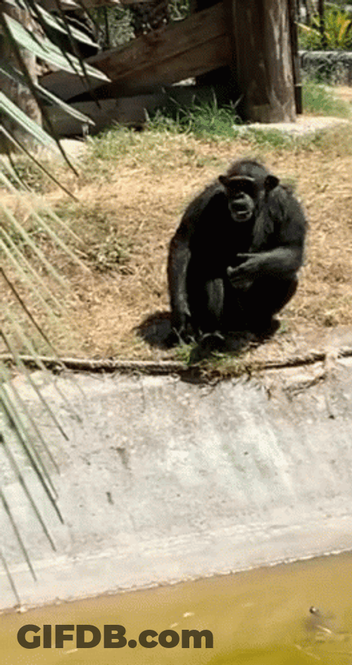 Sheesh Monkey Sign GIF