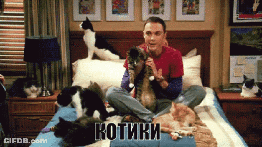 Sheldon With Pets Kip Yes GIF