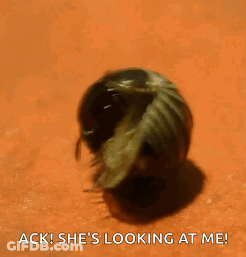 Shes Looking At Me Roly Poly Bug GIF