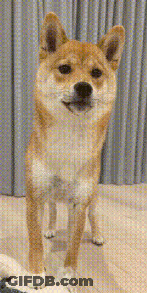 Shiba Inu Agree GIF