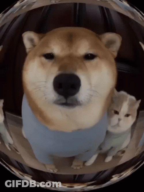 Shiba Inu And Cat Waiting GIF